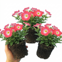 Petunia Tritunia Pink Morn Plants (Set of 3 or 6)
