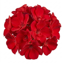 Geranium Calliope M Scarlet Red Plants