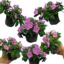 Petunia Easy Wave Pink Plants (Set of 3 or 6)