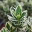 1 Large Plant - Euonymus White Spire, Ready to Plant in Your Garden, 2L Pot