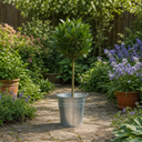 2L Bay Tree, Laurus Nobilis, Evergreen Culinary Herb, Pots