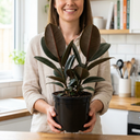 Ficus Abidjan Rubber Plants