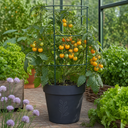 Tomato Totem Plants