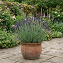 Lavender Essence Purple Plants