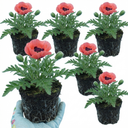 Papaver Orientale Garden Gnome Victoria Louise Plants (Set of 3 or 6)