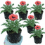 Set of 3 or 6 Papaver Orientale Garden Gnome Victoria Louise Plants, Hardy Perennial Oriental Poppy, Outdoor Garden Ready, 1 Litre Root-Ball