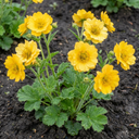 Geum Lady Stratheden Plants (Set of 3 or 6)