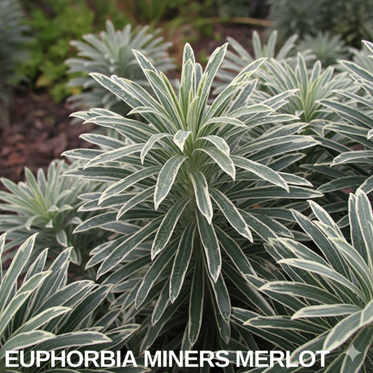 Euphorbia with upright rosettes of grey-green leaves neatly edged in creamy white