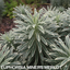 Euphorbia Silver Edge