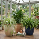 Peace Lily Plant (1L Pot)