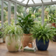 3 Air Purifying Live Houseplants Collection - Peace Lily, Spider Plant & Boston Fern, 1Ltr Root Ball