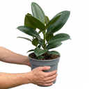 Ficus Robusta Rubber Plants