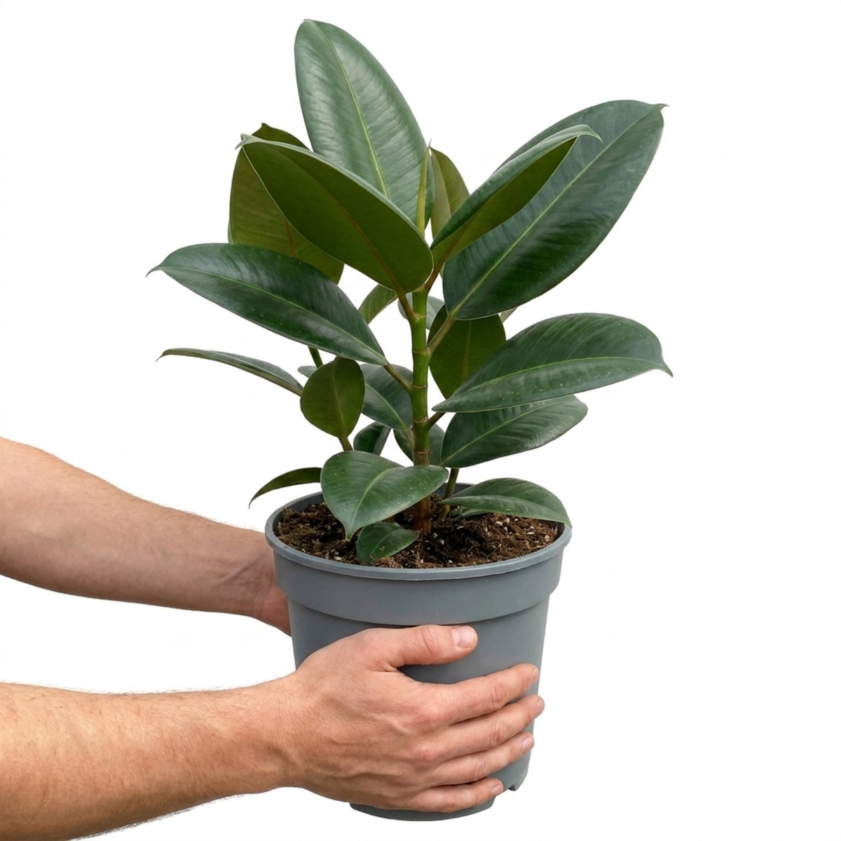 Ficus elastica 'Robusta' (Rubber Plant) – Glossy Leaf Houseplant (5L Pot)