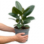 1 Ficus Robusta Rubber Plant, Easy Care Low Maintenance Houseplant, 5Ltr Root-Ball