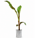 Banana Tree 3L (100–120 cm Tall)