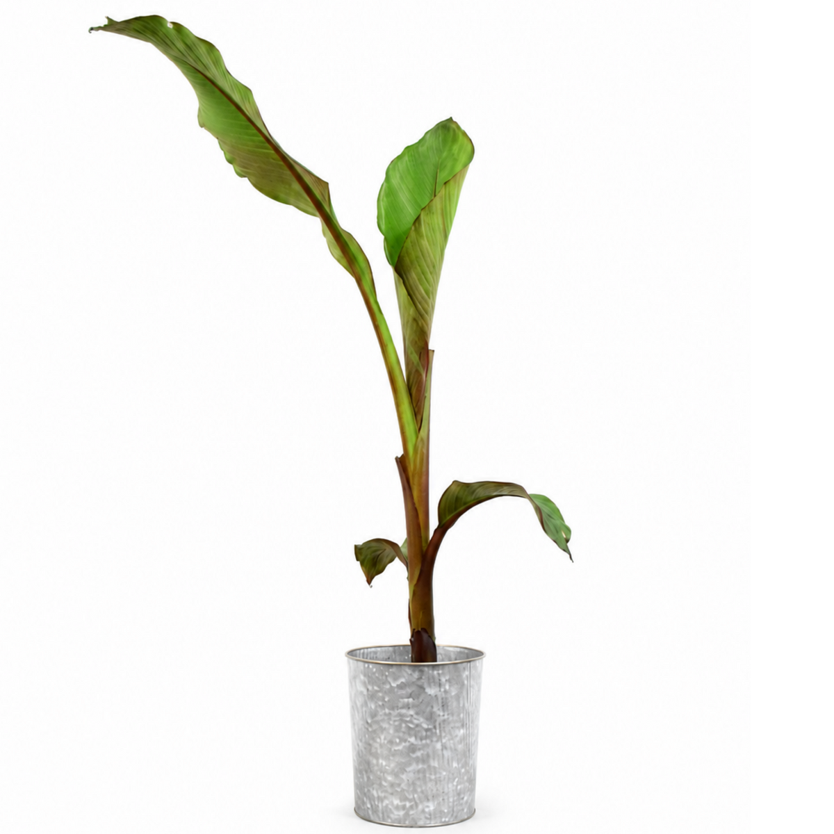 Banana (Musa) – Architectural Foliage Plant (3L Pot, 100 to 120cm Tall)
