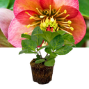 Hellebore Frostkiss Penny's Pink Plant