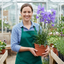 3 Campanula Persicifolia Caerulea Hardy Blue Bellflower Plants, Outdoor Garden Ready, 11cm Root-Ball