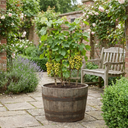 Grape Vine Vitis Exalta White Plants