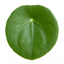 1 Pilea Peperomioides Chinese Money Plant, Easy Care Live Indoor Houseplant, 2 Litre Root Ball