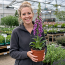 Digitalis Dalmatian Purple Plant (2L Pot)