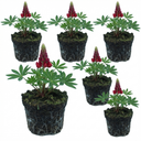 Lupin Legendary Red Plants (Set of 3 or 6)