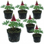 Set of 3 or 6 Lupin Legendary Red Hardy Perennial Plants, Summer Flowering, Bee Friendly Lupins, Outdoor Garden Ready, 1 Litre Root-Ball