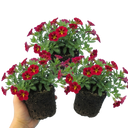 Calibrachoa Cabaret Red Kiss Plants (Set of 3 or 6)