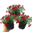 Set of 3 or 6 Large Plants - Calibrachoa Cabaret Red Kiss, Outdoor Garden Ready