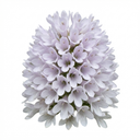 Hebe Sutherlandii Hardy Evergreen Flowering Perennial Shrub Plants (Set of 3 or 6)