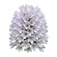 Set of 3 or 6 Hebe Sutherlandii Hardy Evergreen Flowering Perennial Shrub Plants, Outdoor Garden Ready, 1 Litre Root-Ball
