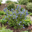 1 Ceanothus Thyrsiflorus Zanzibar California Lilac Plant, Hardy Evergreen Blue Flowering Shrub, 3L Root-Ball