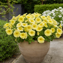 Petunia Rimarkable Hello Yellow Plant (2L Pot)