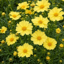 Coreopsis Solar Moon Perennial Plants