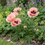 1 Oriental Papaver Waltzing Elisabeth, Hardy Perennial Poppy Plant, 19cm Root Ball