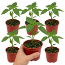 Thor Variety Plants (Set of 3 or 6)