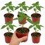 Set of 3 or 6 Large Sweet Pepper Plants - Thor Variety, Ready to Plant in Your Garden