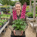 Delphinium Magic Fountains Deep Rose White Bee Plants