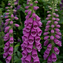 Digitalis Dalmatian Purple Plant (2L Pot)