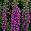 1 Large Plant - Digitalis Dalmatian Purple, Outdoor Garden Ready, 2L Pot