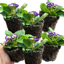 Primrose Blue Bicolour Plant