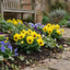 3 Pansy Cats Plus Yellow Plants, Hardy Garden Ready Spring & Autumn Bedding Flowers, 1 Litre Root Ball