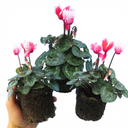 Calceolaria Calynopsis ‘Pink Bicolour’ Plants (Set of 3 or 6)