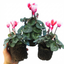 Set of 3 or 6 Garden Ready Plants – Calceolaria Calynopsis ‘Pink Bicolour’, Ready to Plant