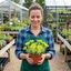 Set of 3 or 6 Sedum Oracle Hardy Perennial Stonecrop Plants, Low Maintenance, Bee Friendly, Drought Tolerant Ground Cover, Outdoor Garden Ready, 11cm Root-Ball