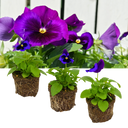 Pansy Delta Pro Neon Violet Plants (Set of 3 or 6)
