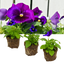 Set of 3 or 6 Large Plants - Pansy Delta Pro Neon Violet, Ready to Plant in Your Garden