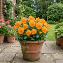 3 Pansy Delta Pro Clear Orange Flower Plants