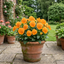 3 Pansy Delta Pro Clear Orange Flower Plants, Outdoor Garden Ready, Spring & Autumn, 3Ltr Root-Ball