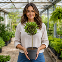 2L Bay Tree, Laurus Nobilis, Evergreen Culinary Herb, Pots
